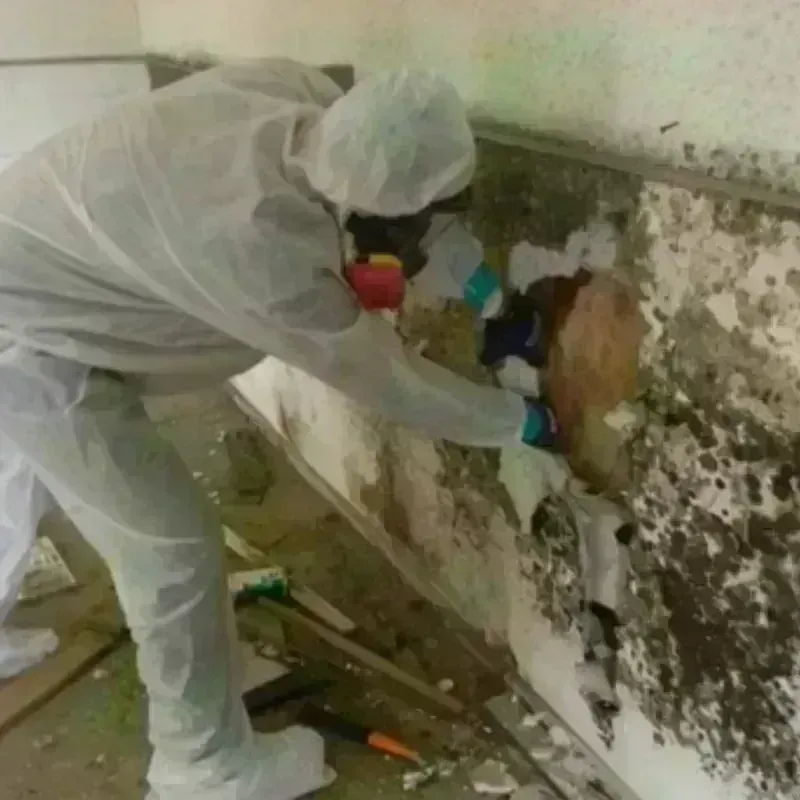 Mold Remediation and Removal in Roland, OK